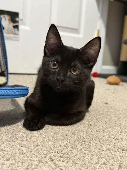 Berlioz