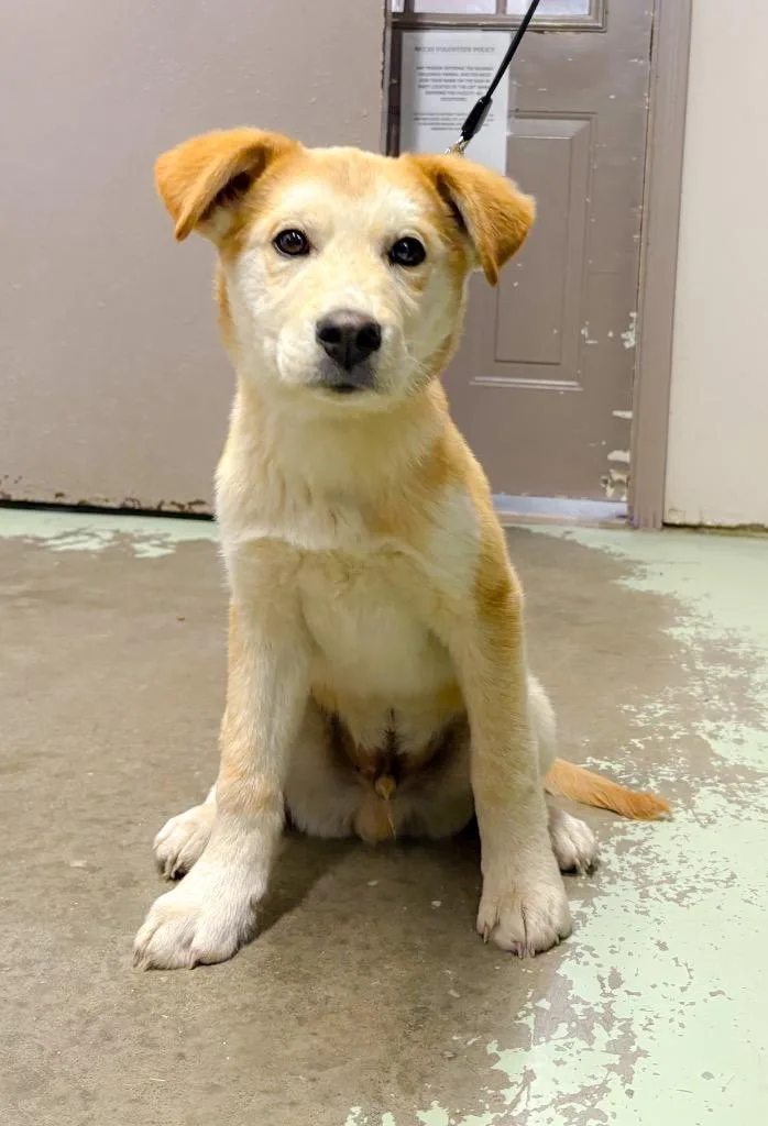 Graham Cracker thumbnail 2