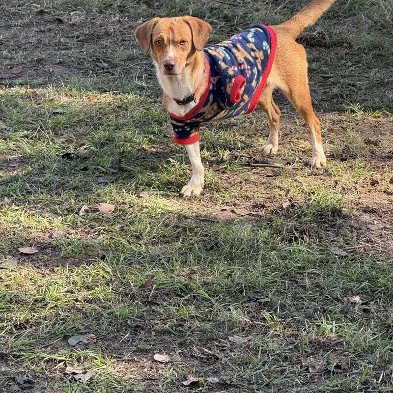 A young small-sized female Beagle dog named Babygirl for adoption in Spring, TX