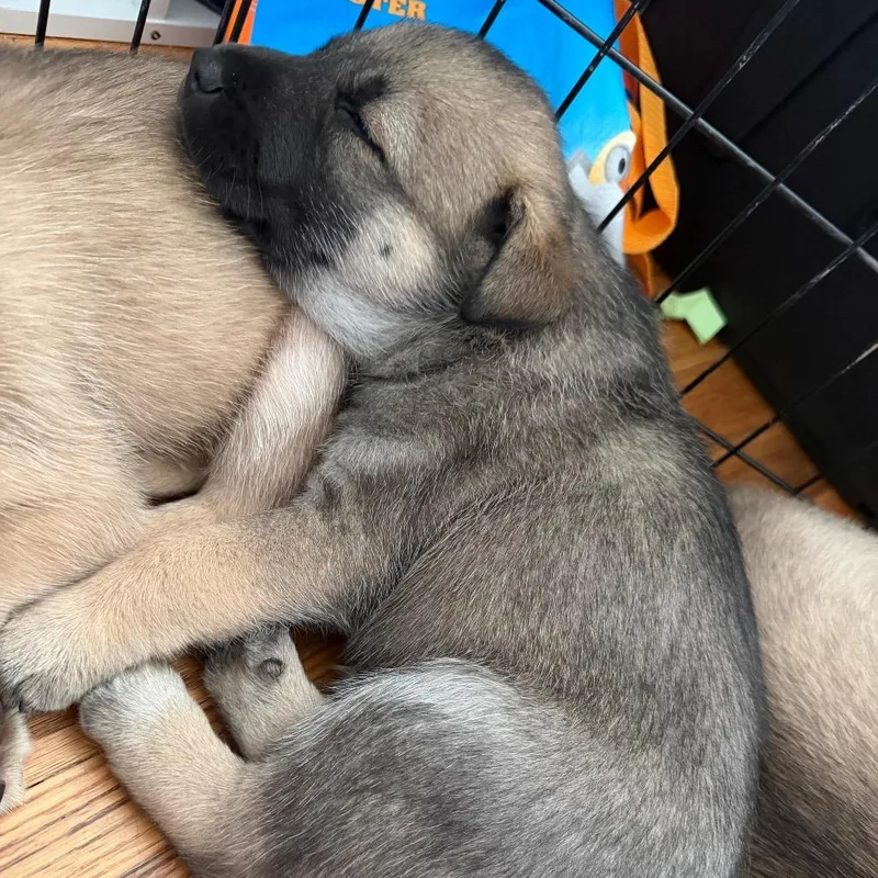 A baby small-sized male Husky dog named Nugget for adoption in Silver Spring, MD