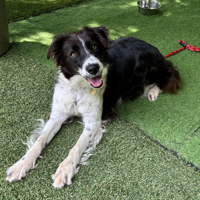 An adult medium-sized female Border Collie dog named Skylar for adoption in Huntington, NY