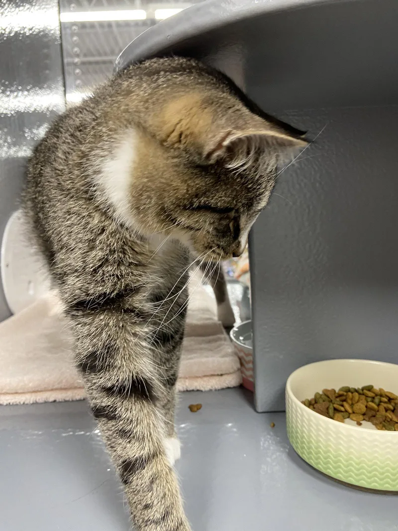 A young medium-sized male Tabby cat named Sammy for adoption in Greenville, DE