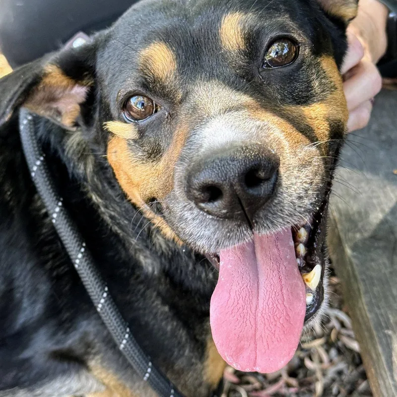 An adult medium-sized male Australian Cattle Dog / Blue Heeler dog named Edric for adoption in Oakland, CA