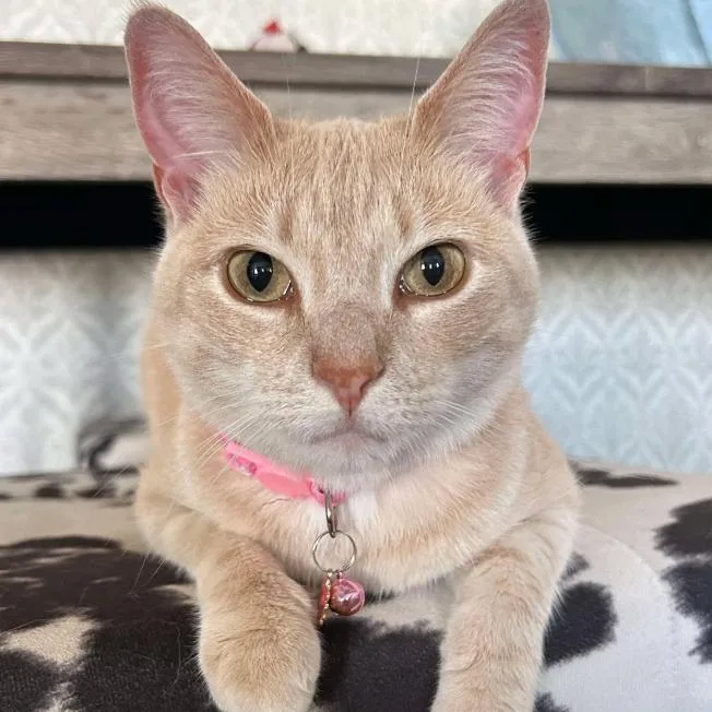 An adult small-sized female Buff / Tan / Fawn Domestic Short Hair cat named Pop for adoption in Coralville, IA