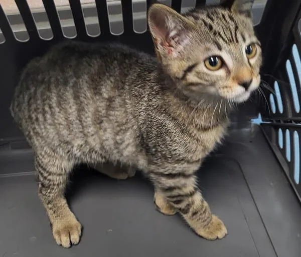 A baby small-sized male Domestic Short Hair cat named Nf for adoption in Lawrenceville, GA
