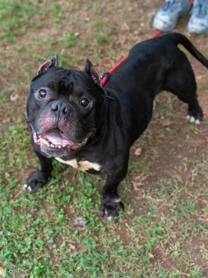 An adult large-sized male Mixed Breed dog named Dunk Tank for adoption in Chamblee, GA