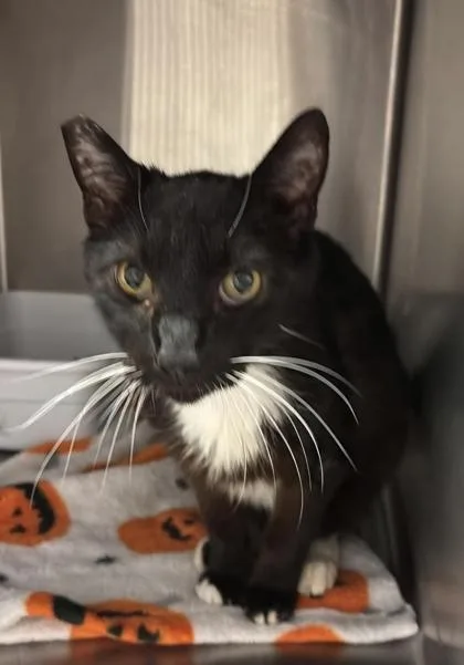 An adult large-sized male Domestic Short Hair cat named Jag for adoption in Fresno, CA
