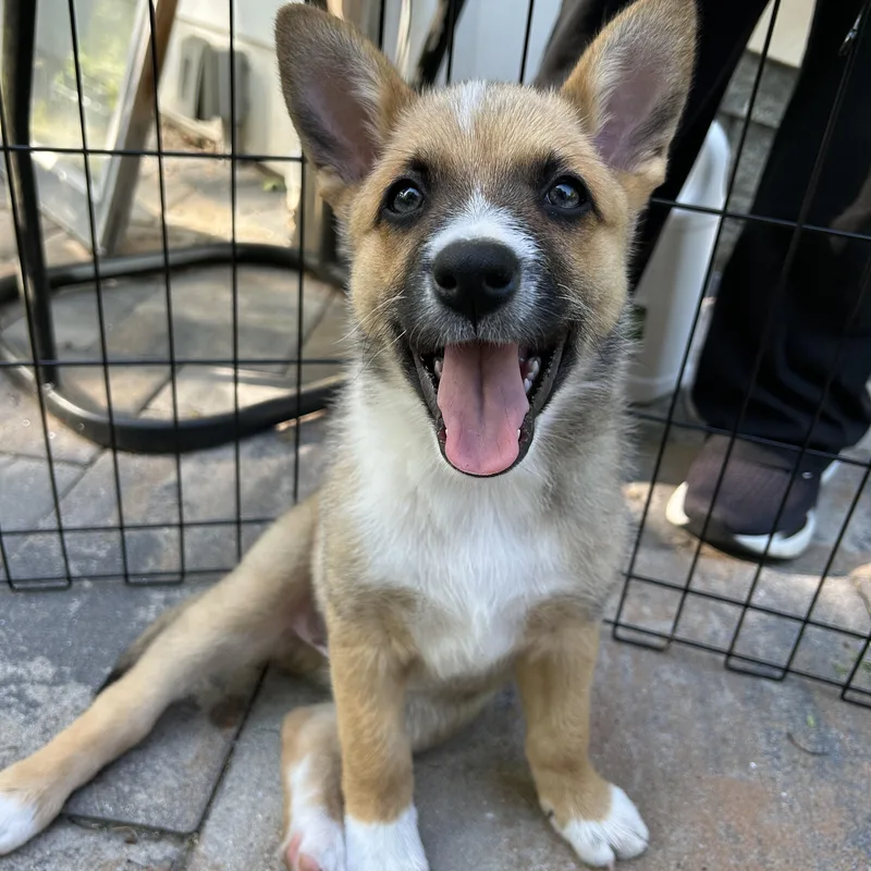 A baby medium-sized male Australian Cattle Dog / Blue Heeler dog named Jesse for adoption in Garden City, NY