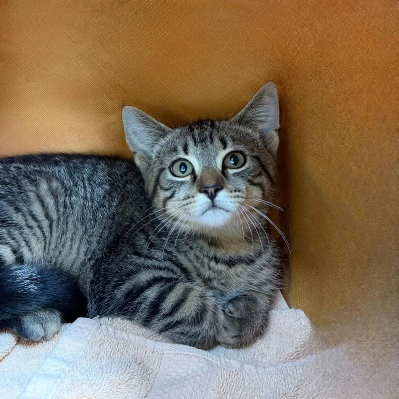 A baby small-sized male Domestic Short Hair cat named McKenna for adoption in State College, PA