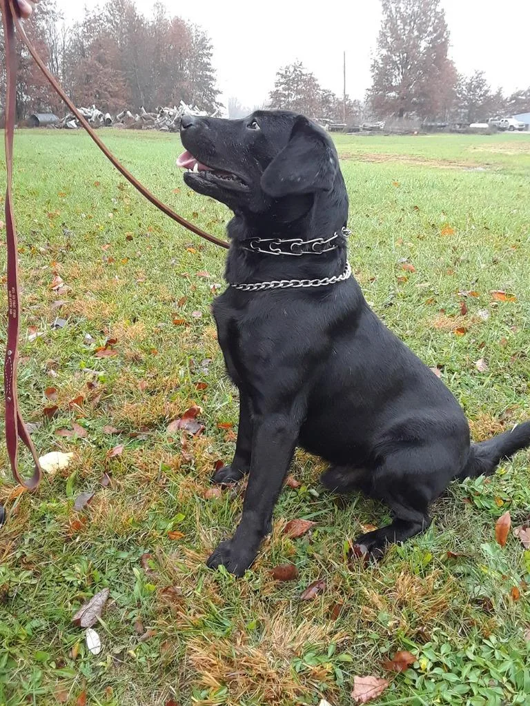 Blaze  Coming Soon! thumbnail 2