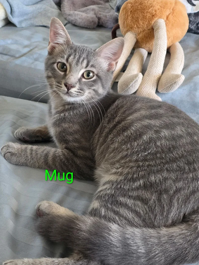 A baby medium-sized male Tabby (Gray / Blue / Silver) Domestic Short Hair cat named Mug for adoption in Pawleys Island, SC