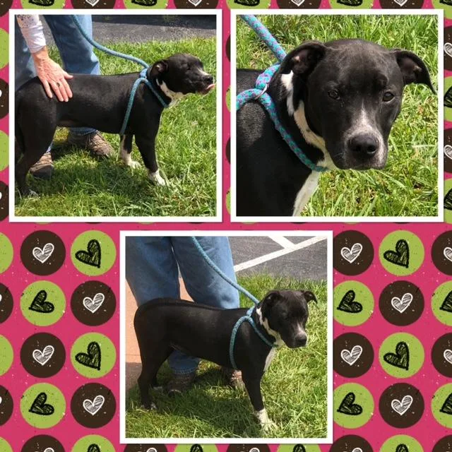 A young medium-sized female Black Mixed Breed dog named Shylo for adoption in Buckhannon, WV