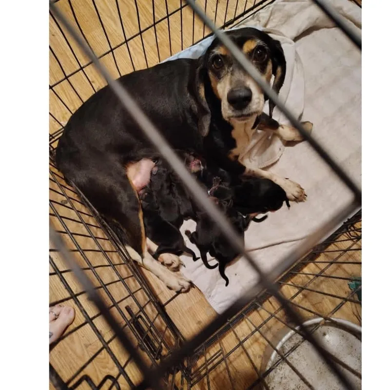 An adult medium-sized female Bicolor Beagle dog named Freya for adoption in Muncie, IN