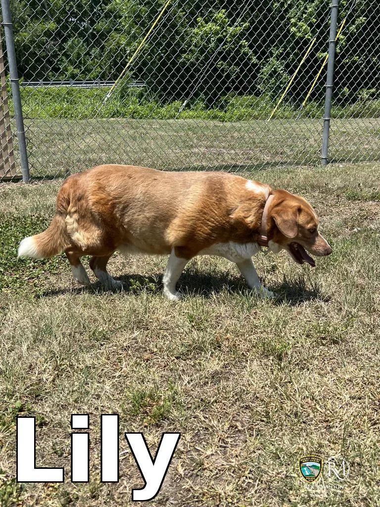 An adult medium-sized female Beagle dog named Lily for adoption in Rocky Mount, NC
