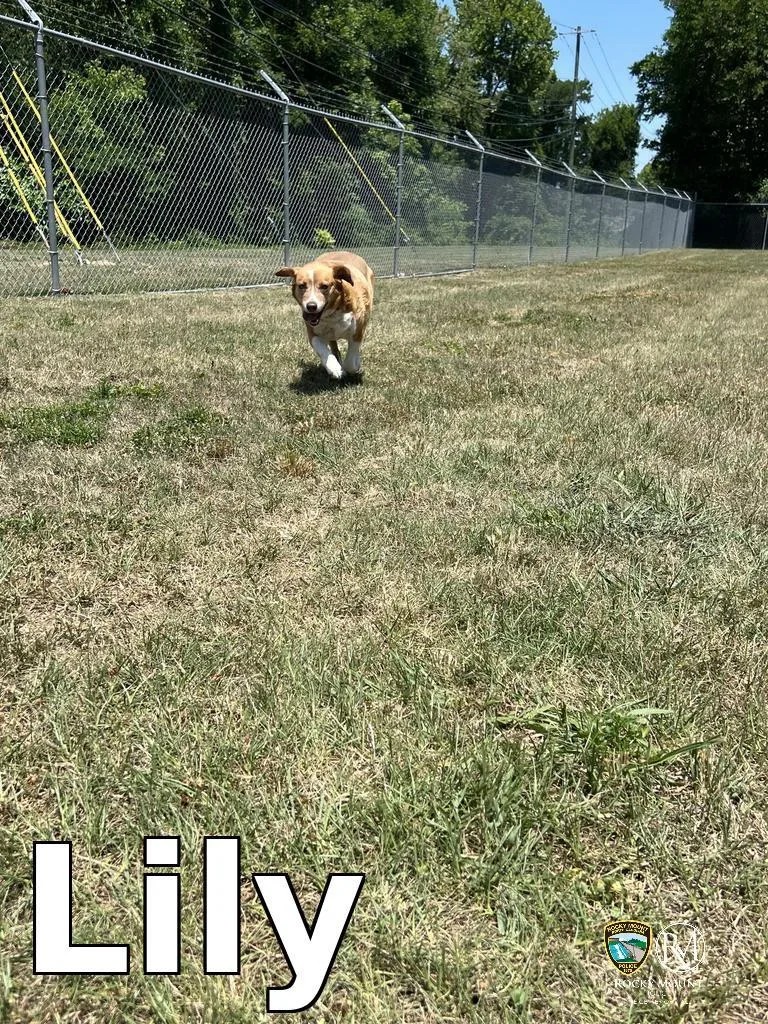 Lily thumbnail 2
