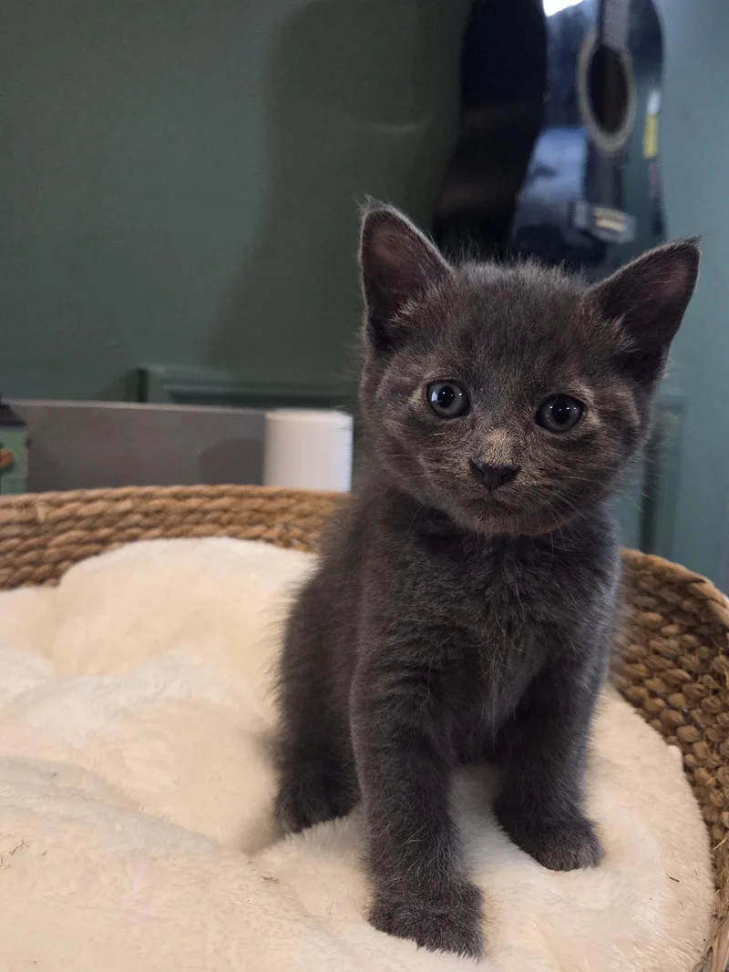 A baby medium-sized male Gray / Blue / Silver Domestic Short Hair cat named Ferry Trenton for adoption in Trenton, NJ