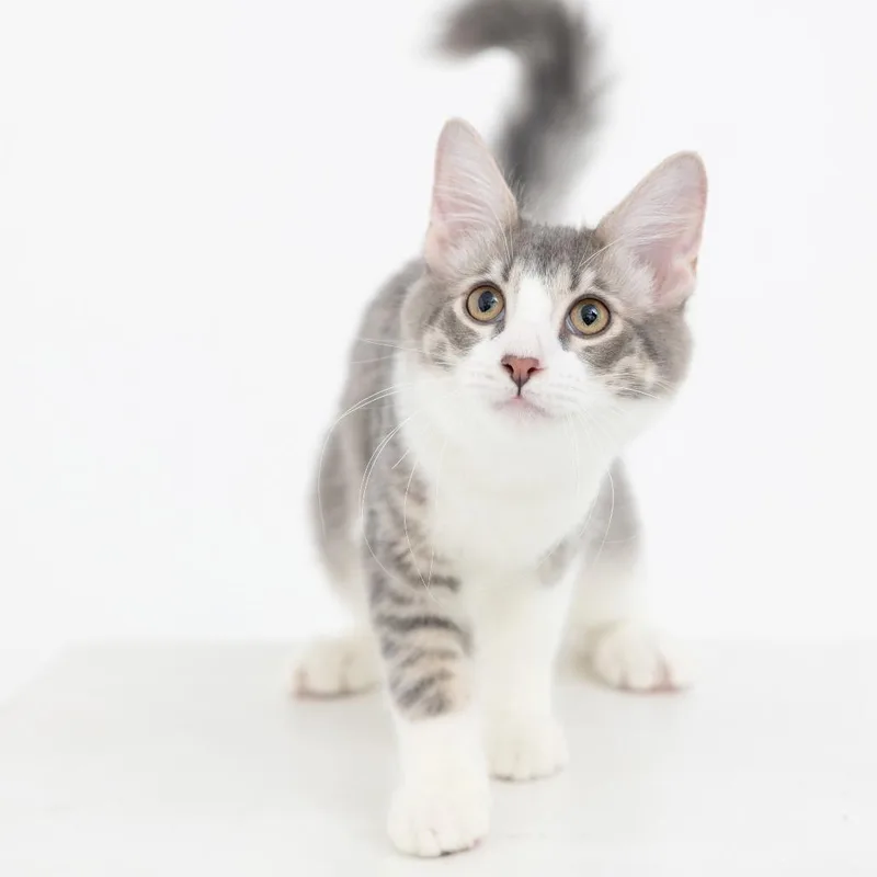 A baby small-sized male Gray / Blue / Silver Domestic Long Hair cat named Warlock for adoption in Los Angeles, CA