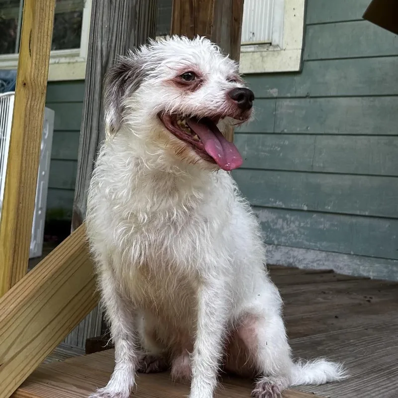 A senior small-sized male White / Cream Parson Russell Terrier dog named Milo for adoption in Santa Fe, TX