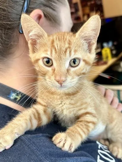 A baby medium-sized male Orange / Red Domestic Short Hair cat named Dodo for adoption in Wichita, KS