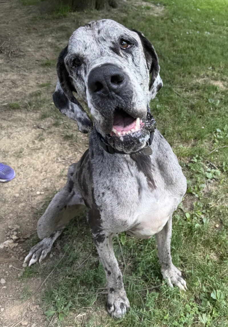 An adult extra large-sized male Gray / Blue / Silver Great Dane dog named Doug for adoption in Cleveland, OH