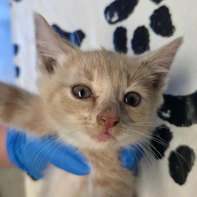 A baby small-sized female Buff / Tan / Fawn Domestic Short Hair cat named Calzone for adoption in Mount Juliet, TN