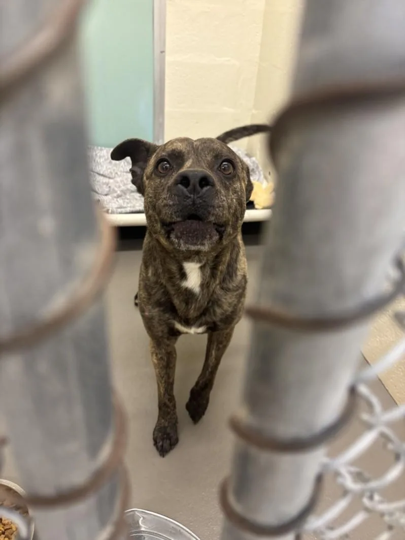 An adult medium-sized male Pit Bull Terrier dog named Mark for adoption in Hagerstown, MD