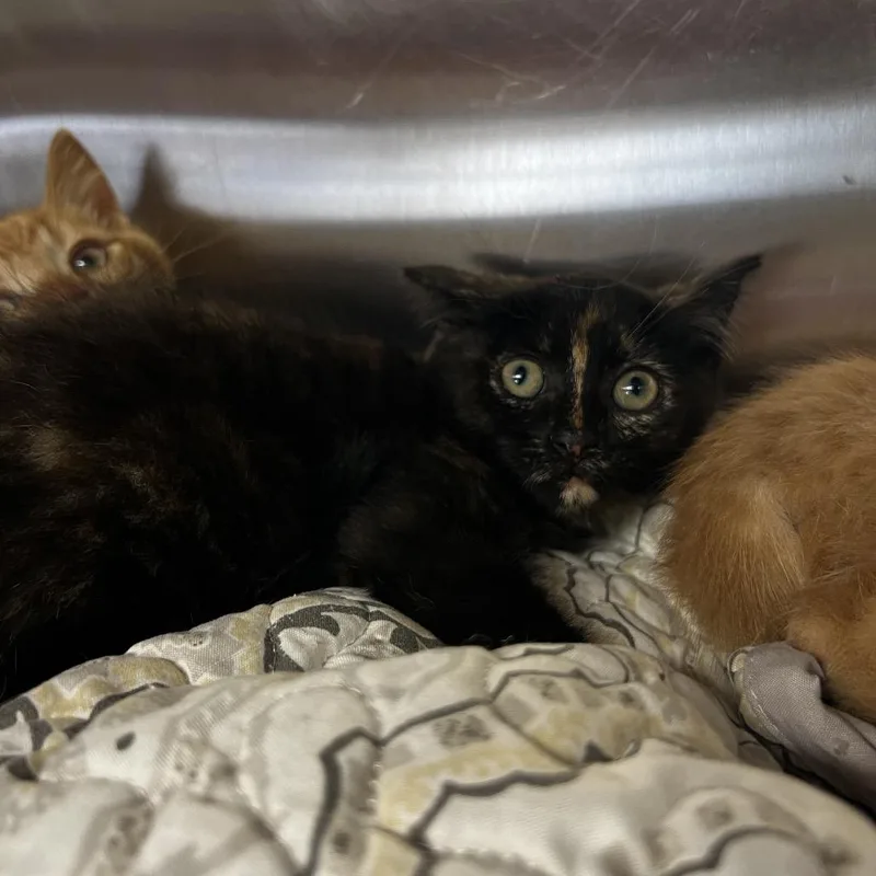 A baby small-sized female Black Domestic Short Hair cat named Paris for adoption in Harrisville, WV