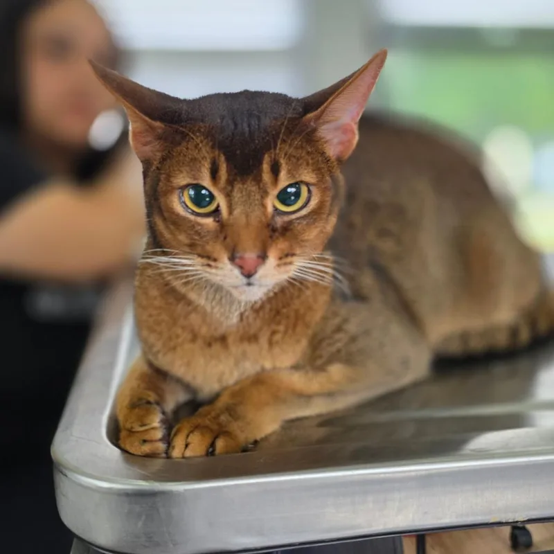 An adult medium-sized male Brown / Chocolate Abyssinian cat named Rudy for adoption in Chapel Hill, NC