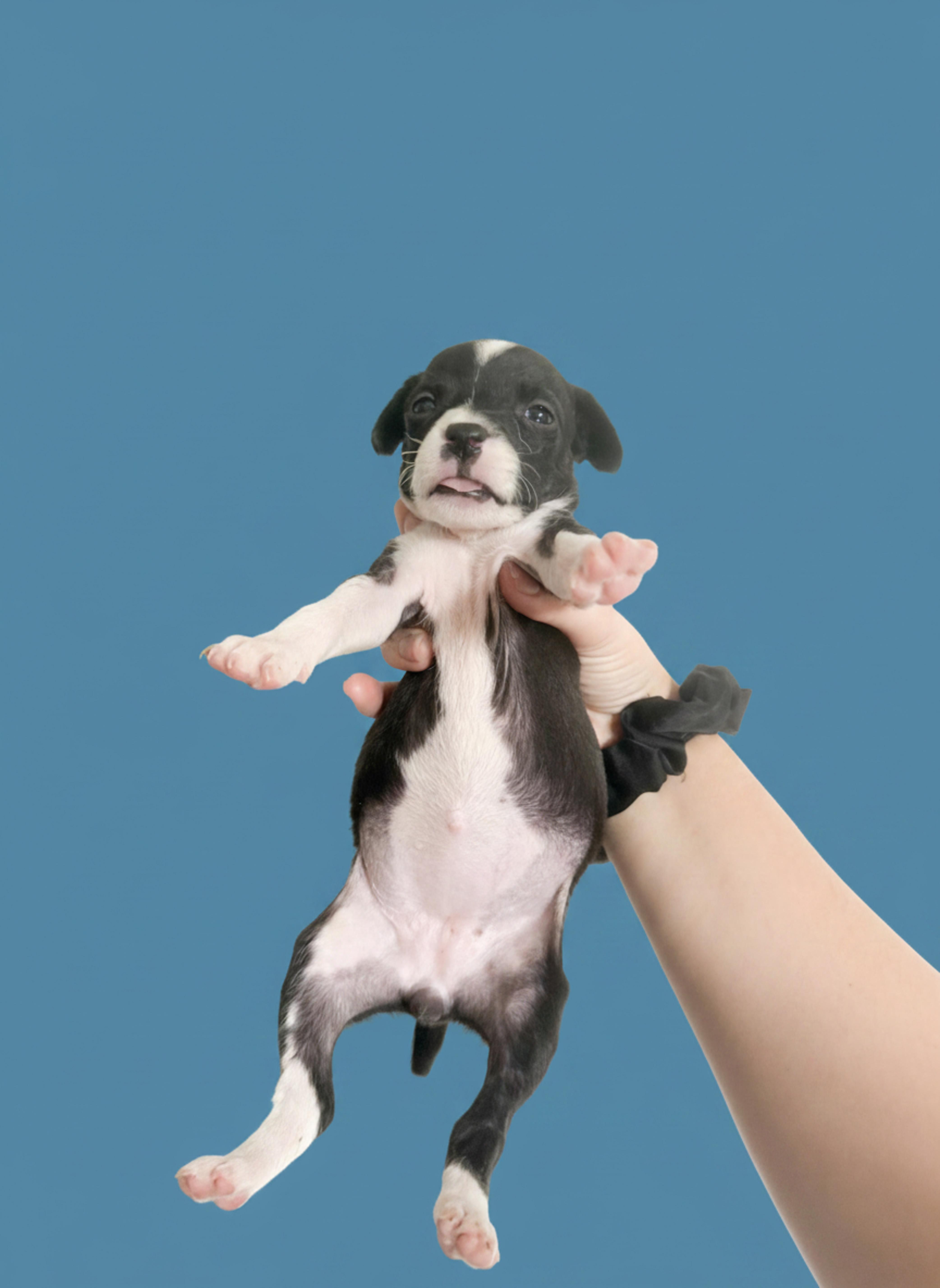 A baby small-sized female Black Chihuahua dog named Happy for adoption in West Hollywood, CA