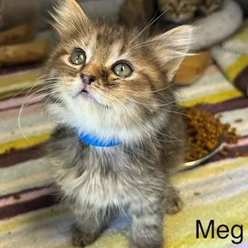 Meg