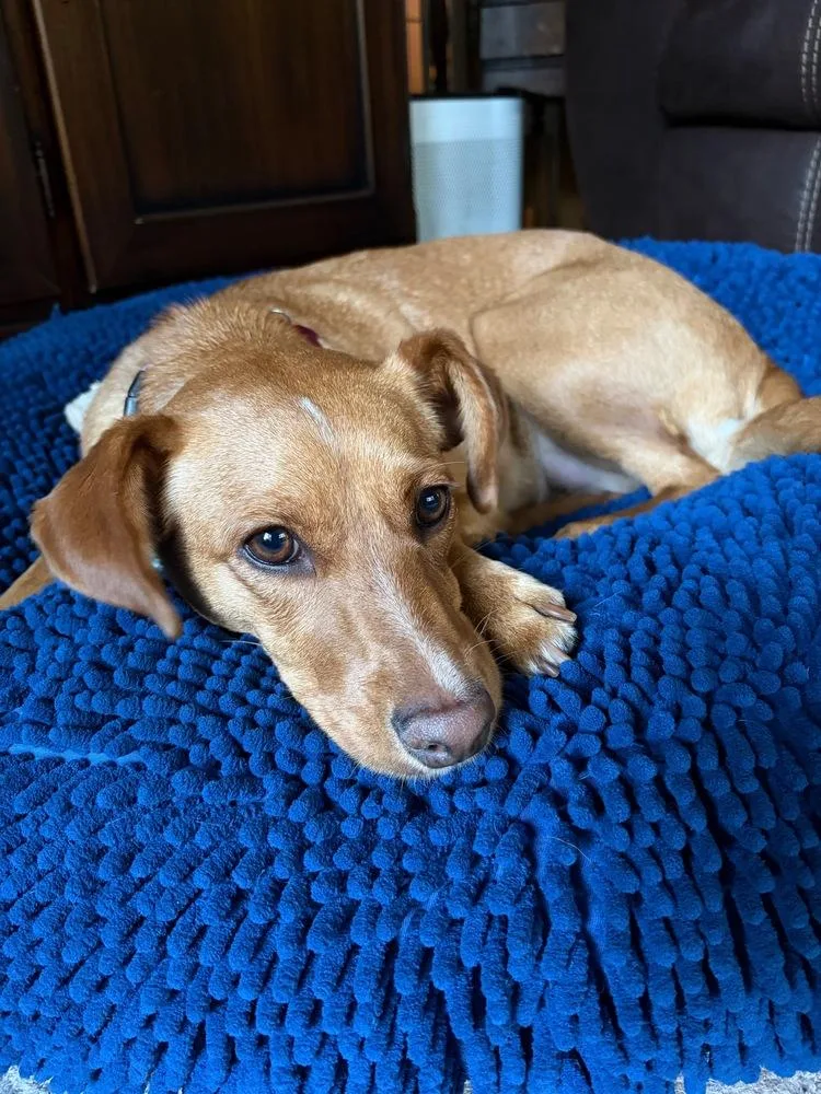 An adult medium-sized female Brown / Chocolate Chihuahua dog named Astra for adoption in Plymouth, MN