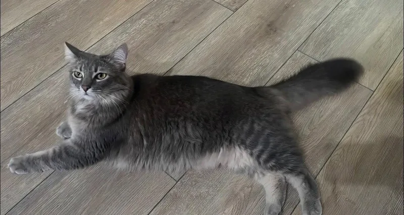 Sage  Aka Penny thumbnail 2