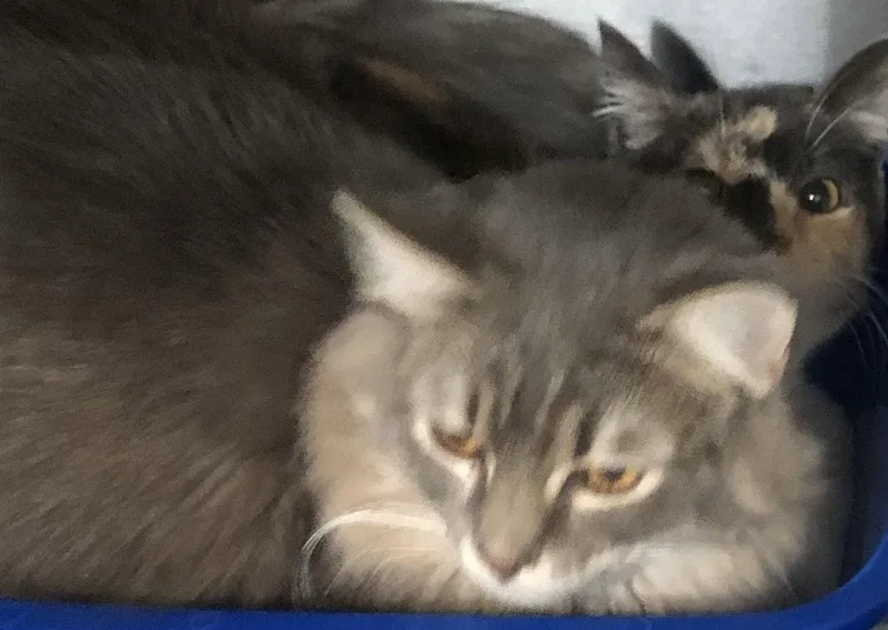 Sage  Aka Penny thumbnail 3