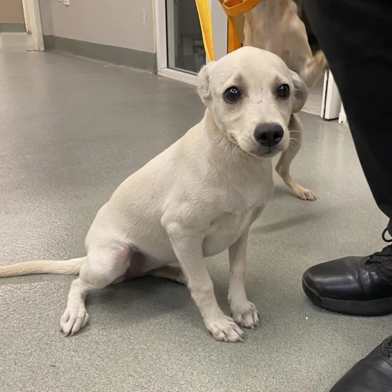 A baby small-sized female Chihuahua dog named Swift for adoption in Westminster, CA