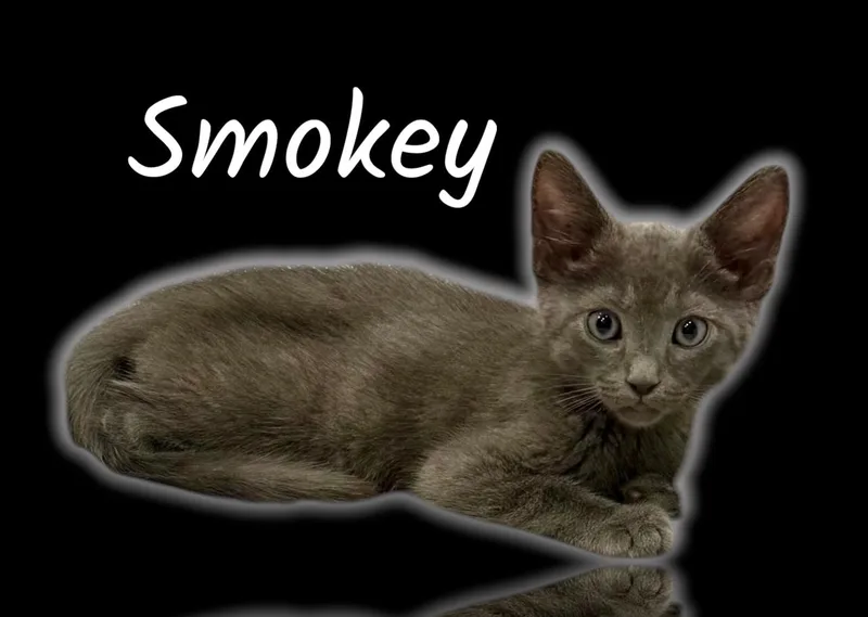 A baby small-sized male Gray / Blue / Silver Domestic Short Hair cat named Smokey for adoption in Auburn, CA