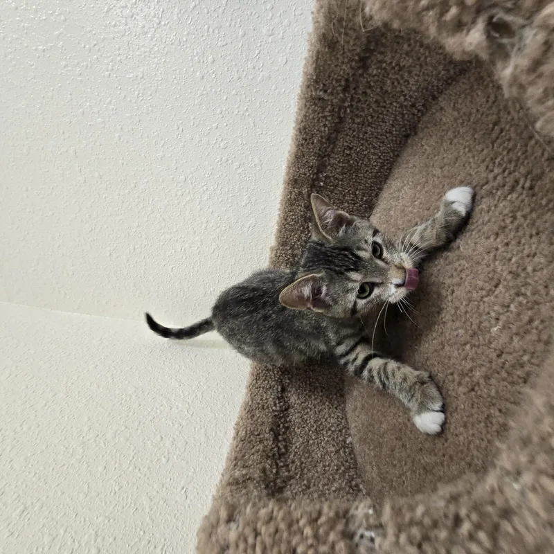 A baby medium-sized female Domestic Short Hair cat named Kiwi for adoption in Red Wing, MN