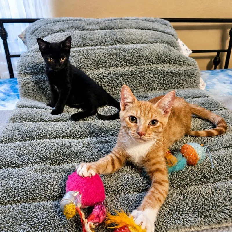 A baby medium-sized male Orange & White Domestic Short Hair cat named Mickey for adoption in Houston, TX