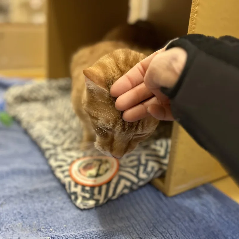 An adult medium-sized male Orange / Red Domestic Short Hair cat named Cupid for adoption in Norwalk, CT