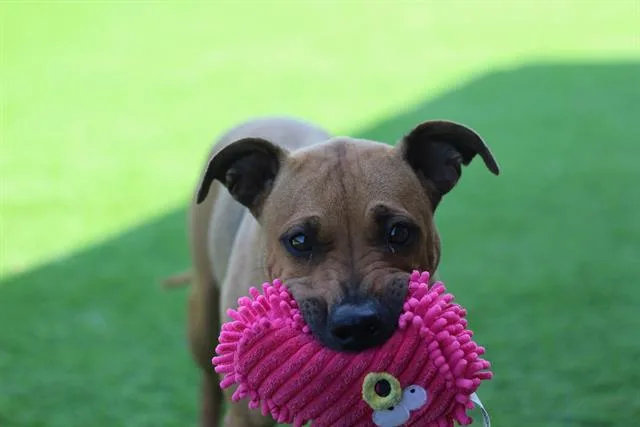 An adult medium-sized female Black Mouth Cur dog named Amy Lynn for adoption in Grand Prairie, TX