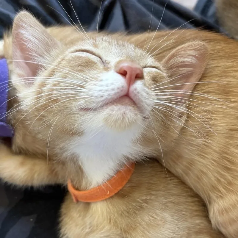 A baby small-sized male Orange / Red Domestic Short Hair cat named Haaland for adoption in Tustin, CA