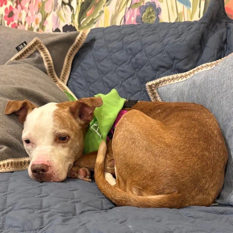 A senior medium-sized female Yellow / Tan / Blond / Fawn Pit Bull Terrier dog named Petulia for adoption in Philadelphia, PA