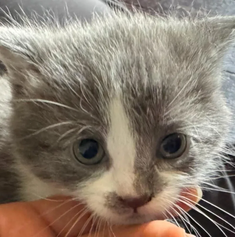A baby small-sized female Gray & White Domestic Short Hair cat named Alum for adoption in Indiana, PA