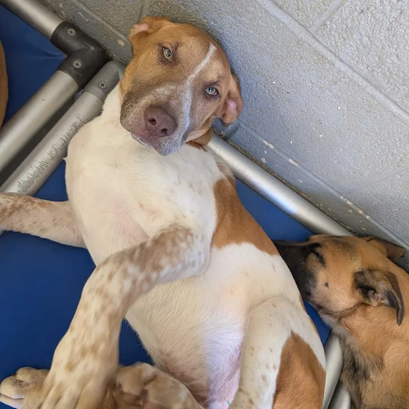 A baby medium-sized male Yellow / Tan / Blond / Fawn Beagle dog named Childress for adoption in Grand Junction, CO