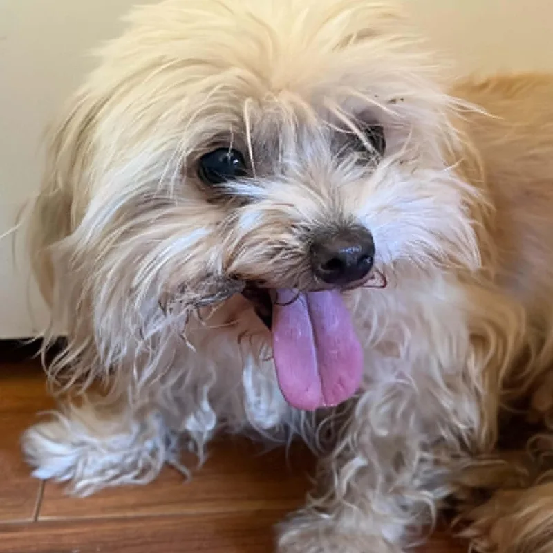 An adult small-sized female White / Cream Maltipoo dog named Sandy for adoption in Marana, AZ