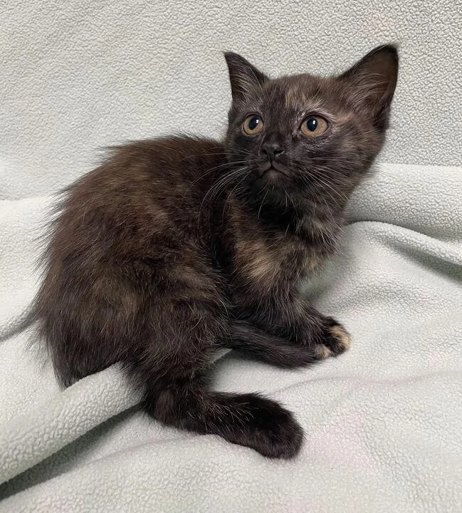A young medium-sized female Tortoiseshell Domestic Short Hair cat named Rosie for adoption in Jackson, MI