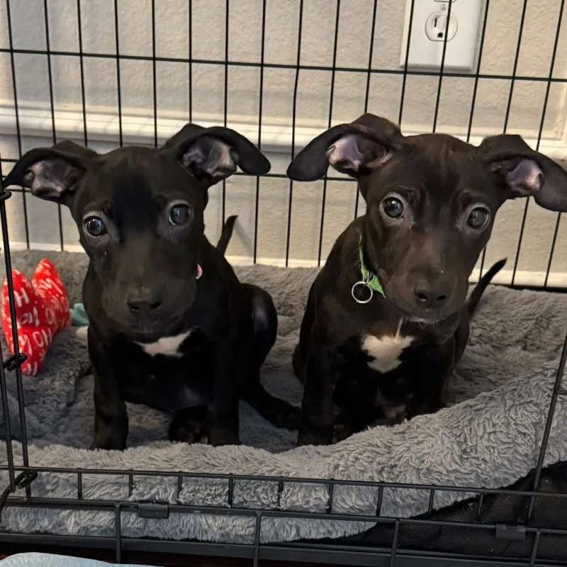 Swish March Madness thumbnail 2