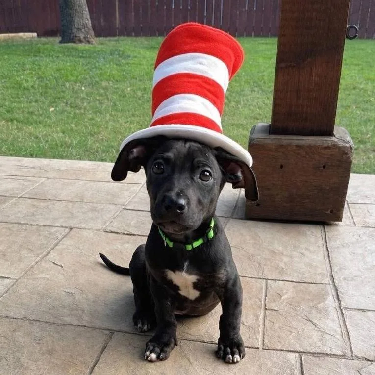 Swish March Madness thumbnail 3