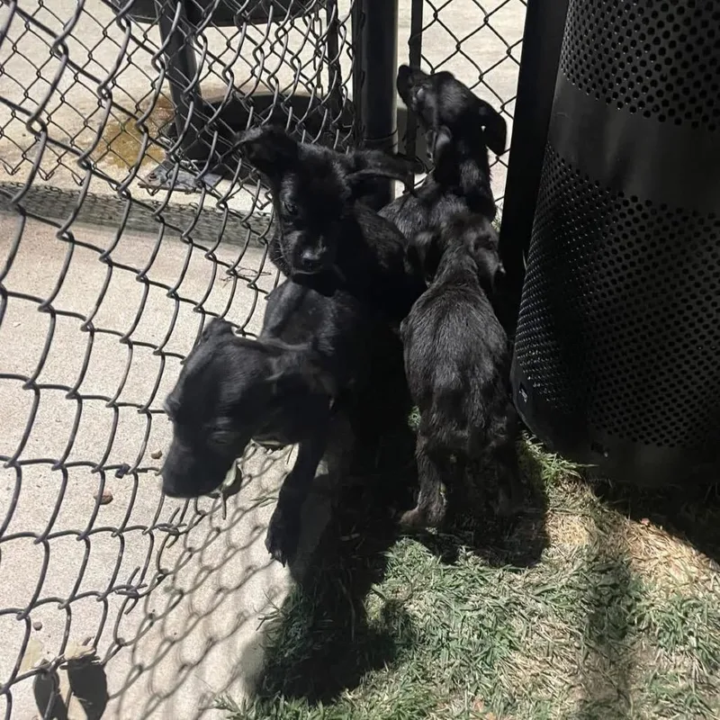 Swish March Madness thumbnail 4