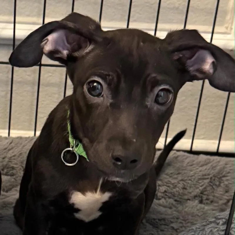 Swish March Madness thumbnail 5