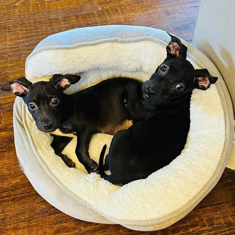 Swish March Madness thumbnail 6